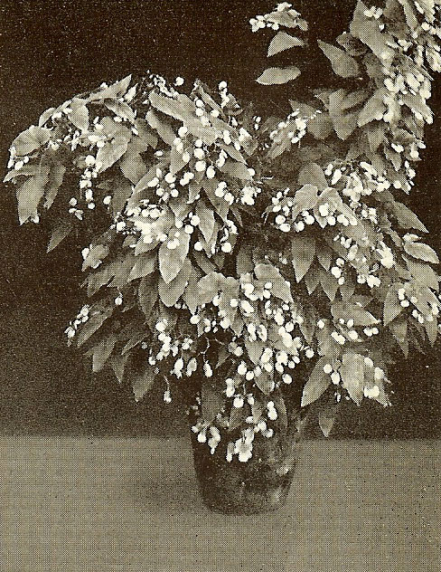 B. ‘Preussen’